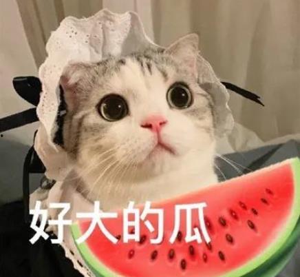 娱乐吃瓜小猫咪小说免费阅读